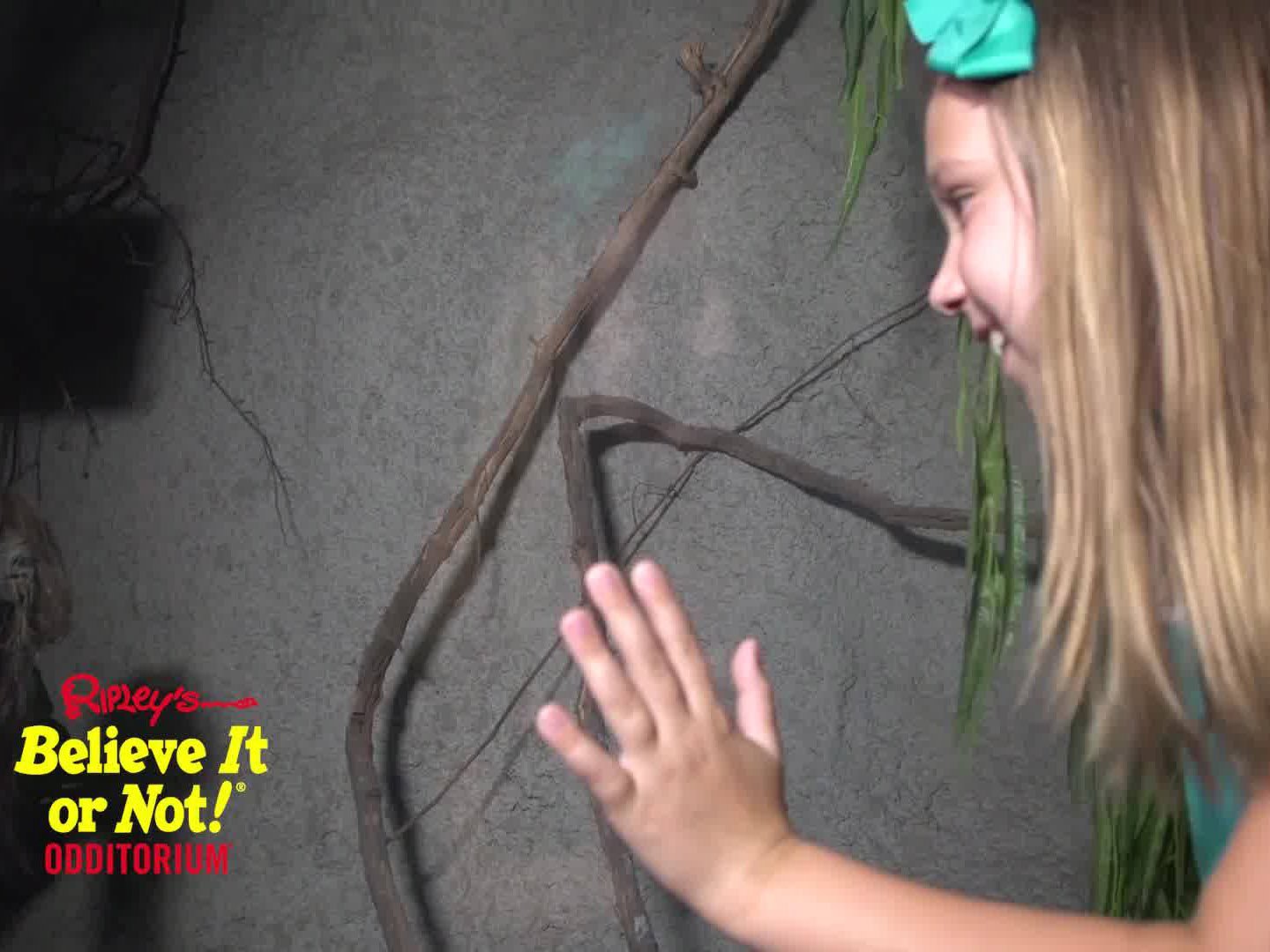 Things To Do https://gardencityrealty.icnd-cdn.com/images/thingstodo/Ripleys Believe it or Not.jpg